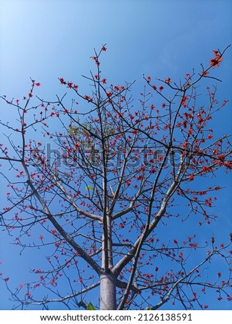 Tree with red flowers on sky background, tree view from below.
