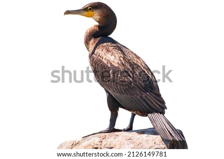 Great cormorant, Phalacrocorax carbo, standing in water on the sea shore, isolated on white background. The great cormorant, Phalacrocorax carbo, known as the great black cormorant, or the black shag. Royalty-Free Stock Photo #2126149781