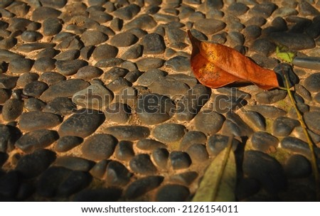 The Leaves on The Stones