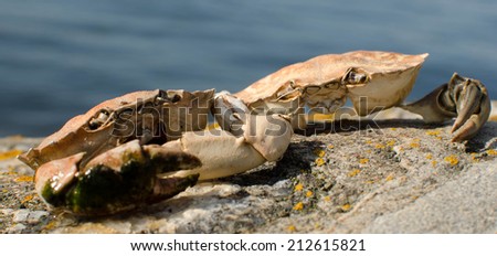 Crab shells posing