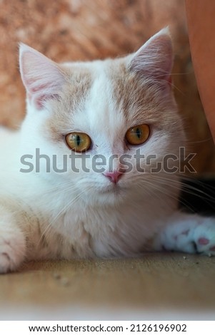 Picture of an adult cat, white scotish fold, looking at the photographer with determined eyes.