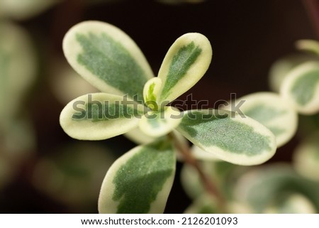 Portulaca Variegated Sunjewels plant in garden