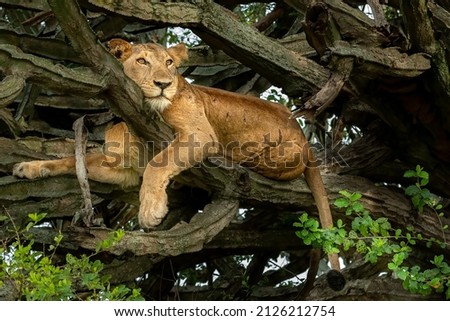 Famous tree climbing lion relaxing on euphorbia tree, Queen Elizabeth National Park, Uganda, Africa Royalty-Free Stock Photo #2126212754