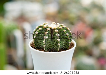 Close-up desert plant. Gymnocalycium mihanovichii Friedrichii LB2178 Growing in Greenhouse. Cactus gardening tools. How to plant, Decorative. Trendy cactus collection cactus green background. Royalty-Free Stock Photo #2126221958