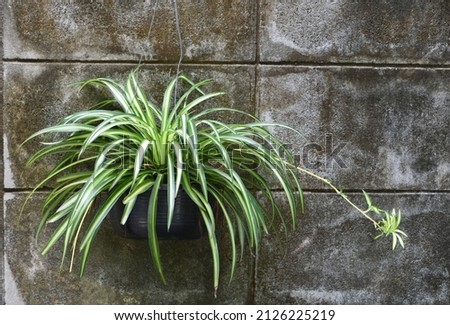 Spider plant in black hanging pot with old concrete wall background . Hanging plant Royalty-Free Stock Photo #2126225219