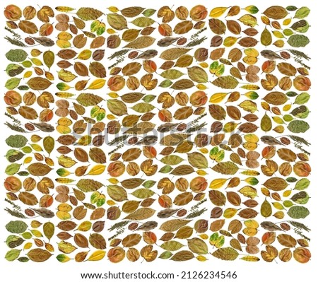 Leaves of different plants gathered together on a white background wallpaper, fabric, wrapping paper, cover, packaging 