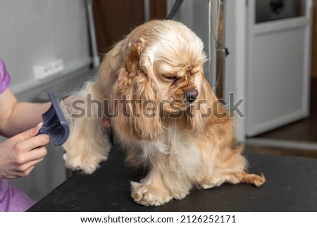 Pet grooming. Red American Cocker Spaniel combing the fur on his paw.  Royalty-Free Stock Photo #2126252171