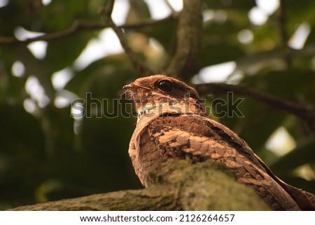 The large-tailed nightjar is a species of nightjar in the family Caprimulgidae.