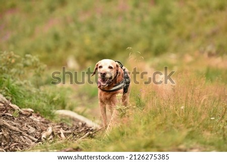 The dog is running in the nature