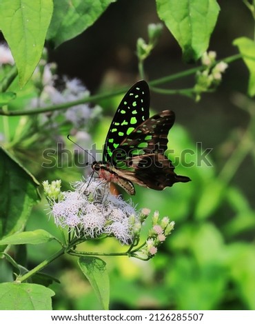 tailed green jay or green triangle or green spotted triangle (graphium agamemnon) in a tropical rainforest in india in summertime