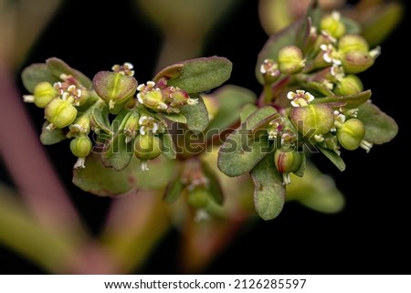 Hyssop Spurge Plant of the species Euphorbia hyssopifolia Royalty-Free Stock Photo #2126285597