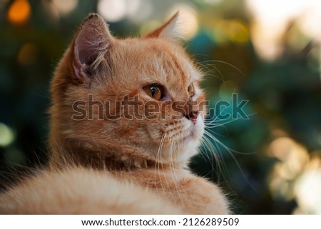Orange Cat close up pic, observe around