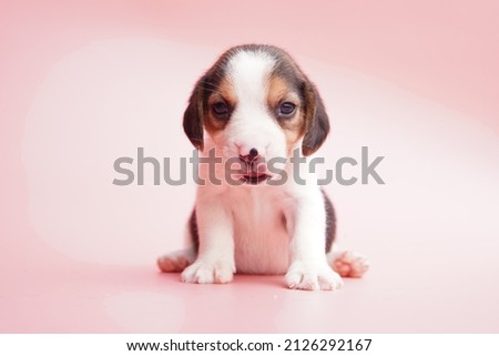Cute beagle dog on Pink Background. Beagles have excellent noses. Beagles are used in a range of research procedures. Dog picture have copy space.