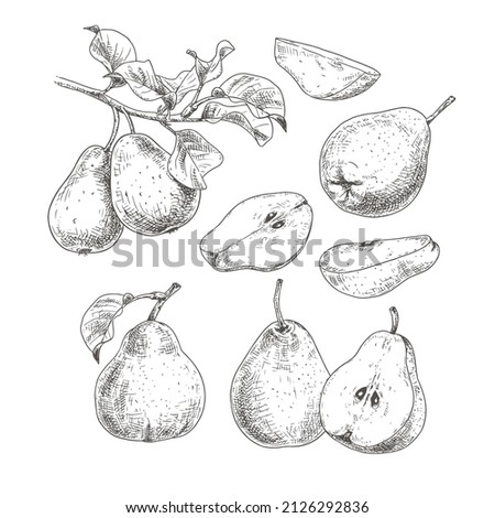 Hand drawn fresh pears. Set sketches with whole pears, cut in half and pear branch. Vector illustration isolated on white background. Royalty-Free Stock Photo #2126292836