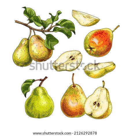 Hand drawn fresh pears. Set sketches with whole pears, cut in half and pear branch. Vector illustration isolated on white background. Royalty-Free Stock Photo #2126292878
