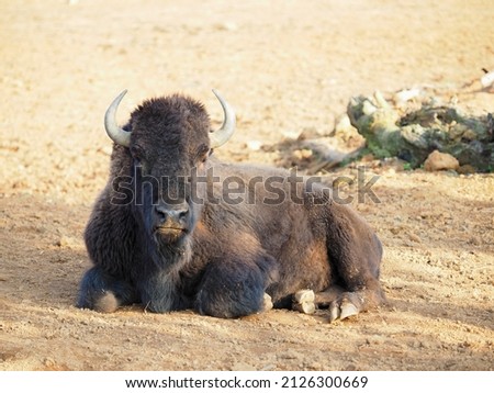 A closeup picture of American bison