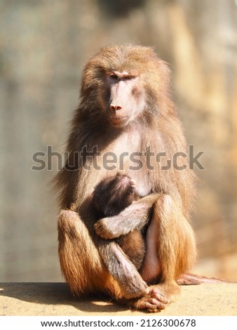A closeup picture of baboon and its baby