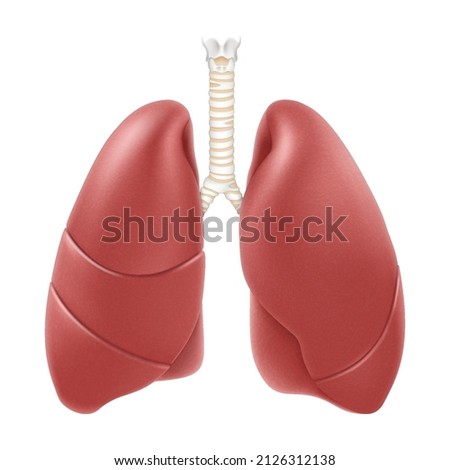 Human lungs anatomy structure. Realistic 3d vector illustration isolated on white background. Front view in detail. Right and left lung with trachea. Healthy lung. Respiration system organ. Royalty-Free Stock Photo #2126312138