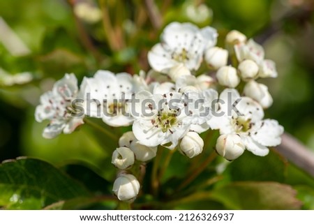 Close up of Hawhtorn (crataegus monogyna) blossom