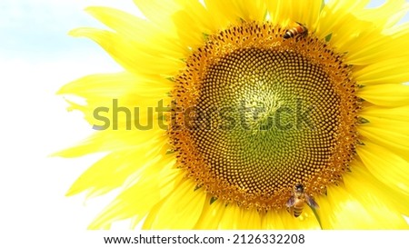Bees pollinate sunflowers. Closeup bees collecting nectar on yellow sunflowers bloom beautifully outdoors in full sun with copy space. Selective focus, High quality photo