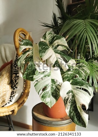 Monstera albo borsigiana or variegated monstera houseplant. Highly variegated full plant in an urban jungle interior. Expensive and rare plant. Royalty-Free Stock Photo #2126341133