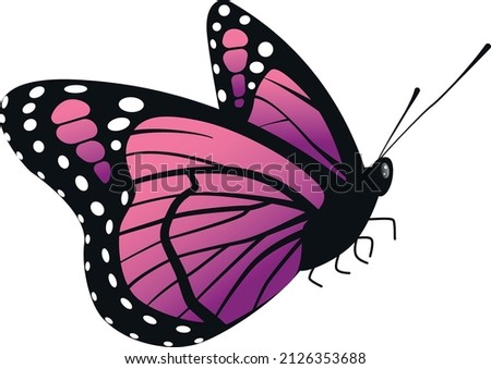 Beautiful butterfly vector illustration different kinds