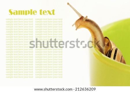 Curious snail in the green cup.
