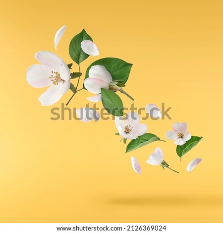 Fresh quince blossom, beautiful pink flowers falling in the air isolated on yellow background. Zero gravity or levitation, spring flowers conception, high resolution image