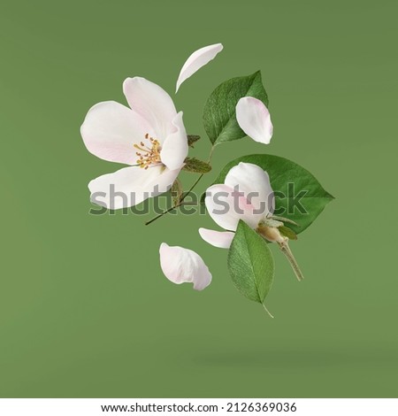 Fresh quince blossom, beautiful pink flowers falling in the air isolated on green background. Zero gravity or levitation, spring flowers conception, high resolution image
