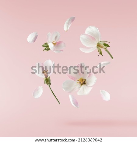 Fresh quince blossom, beautiful pink flowers falling in the air isolated on pink background. Zero gravity or levitation, spring flowers conception, high resolution image Royalty-Free Stock Photo #2126369042