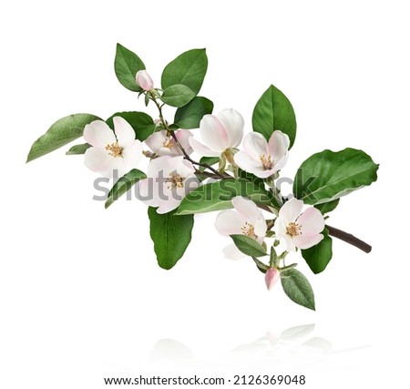 Fresh quince blossom, beautiful pink flowers falling in the air isolated on white background. Zero gravity or levitation, spring flowers conception, high resolution image