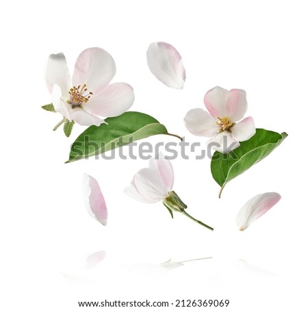 Fresh quince blossom, beautiful pink flowers falling in the air isolated on white background. Zero gravity or levitation, spring flowers conception, high resolution image Royalty-Free Stock Photo #2126369069