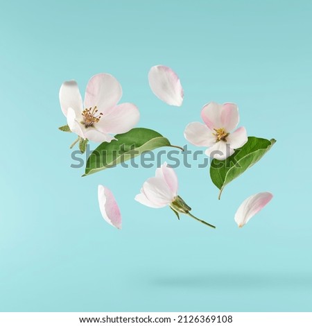 Fresh quince blossom, beautiful pink flowers falling in the air isolated on blue background. Zero gravity or levitation, spring flowers conception, high resolution image