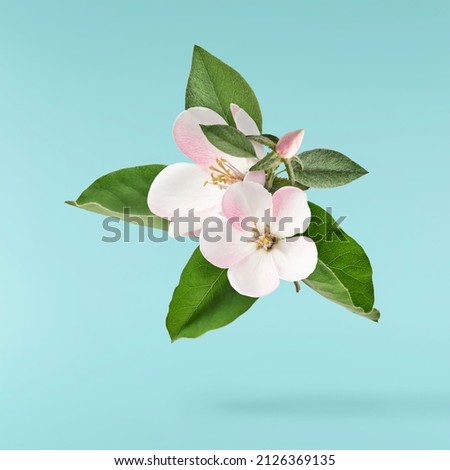 Fresh quince blossom, beautiful pink flowers falling in the air isolated on blue background. Zero gravity or levitation, spring flowers conception, high resolution image