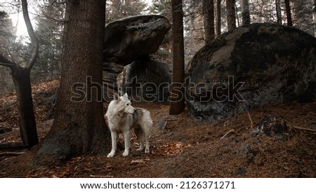 wolf in the woods dramatic cinematic panoramic picture with wild predator animal posing in deep forest rocky picturesque and severe Nordic environment space with winter cold sun light  