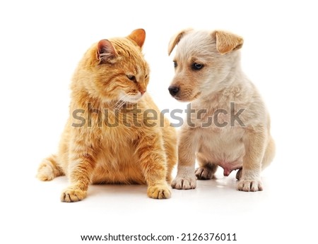 Cat and dog isolated on a white background.