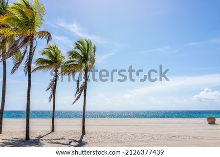 Hollywood beach in north Miami, Florida with sand landscape beautiful palm trees in foreground against idyllic ocean water and sunny blue sky in summer Royalty-Free Stock Photo #2126377439