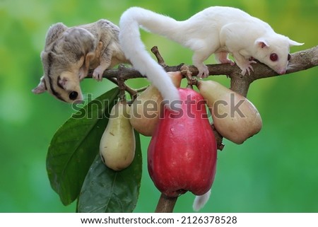 Two young sugar gliders are eating a pink malay apple. This mammal has the scientific name Petaurus breviceps.