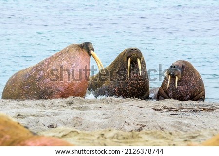 Debating walruses on the shore of Svalbard. Walruses are one of the largest flippered marine mammals. At 19th  and early 20th century they were  hunted and killed , now population is restoring
