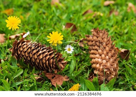 Fir cones and wild flowers among the green grass. natural summer background Royalty-Free Stock Photo #2126384696