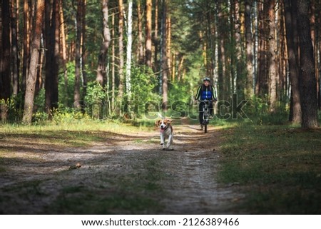 Happy beagle dog pet running together with his owner cyclist in summer forest. Healthy outdoor activities. Traveling with a dog