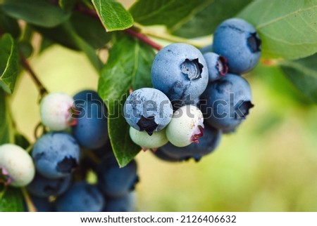 Early lowbush blueberry, ripening blueberry fruit closeup Royalty-Free Stock Photo #2126406632