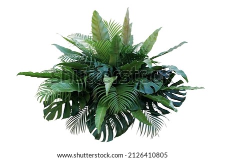 Tropical foliage plant bush (Monstera, palm leaves, and Bird's nest fern) floral arrangement indoors garden nature backdrop isolated on white with clipping path.	 Royalty-Free Stock Photo #2126410805