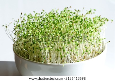 Red clover Microgreens in a white bowl, close up, front view.  Seedlings and fresh sprouts of Trifolium pratense. Green shoots and young plants, a herb, used as a garnish or as a leaf vegetable. Photo