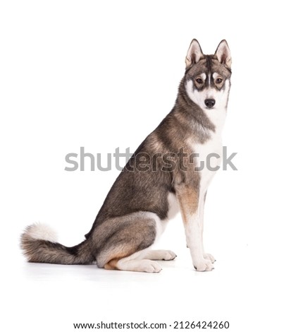 Portrait of a 6 month old Siberian Husky sitting on a white background
