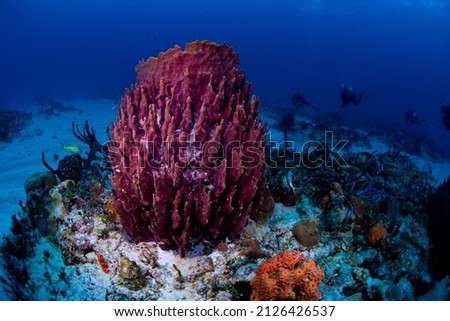 A barrel sponge on the reef