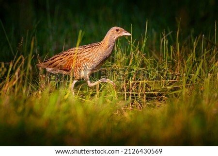The corn crake, corncrake or landrail is a bird in the rail family