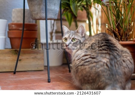 Gray tabby cat enjoying the outdoors on a small urban balcony. Pet-friendly houseplants.