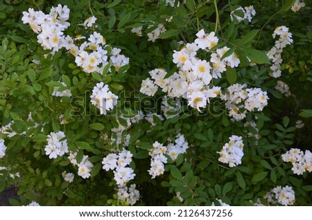 Rosa multiflora (Japanese rose) .Lovely pure white rose -Rosa multiflora in bloom on the shore of a lake. Small group of wild multiflora roses .