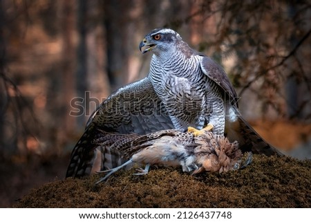 The northern goshawk is a medium-large raptor in the family Accipitridae